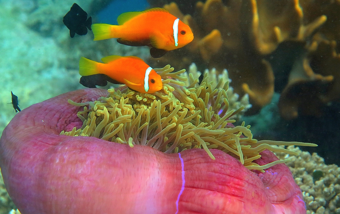 IMG_0447rf_Maldives_Madoogali_House reef_Poisson clown des maldives_Amphiprion nigripes.jpg
